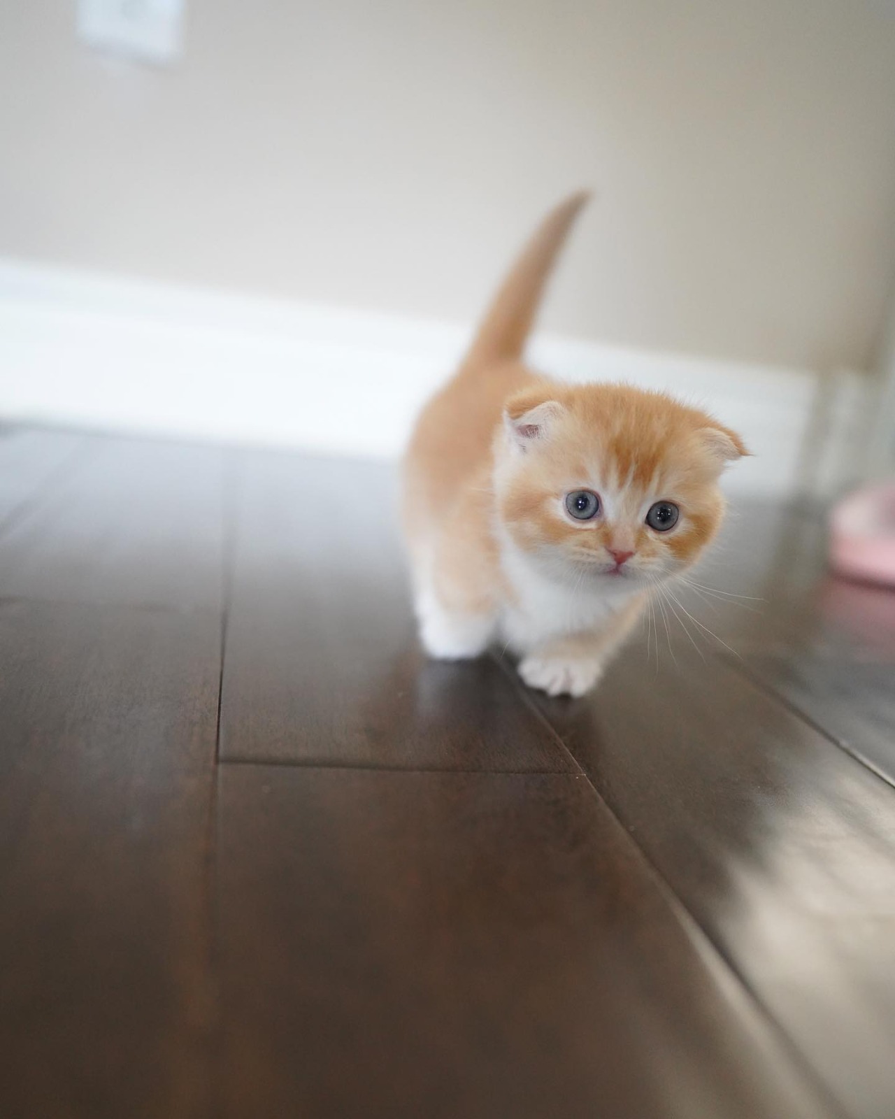 Pretzel Jr.